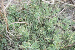 Heliotropium curassavicum